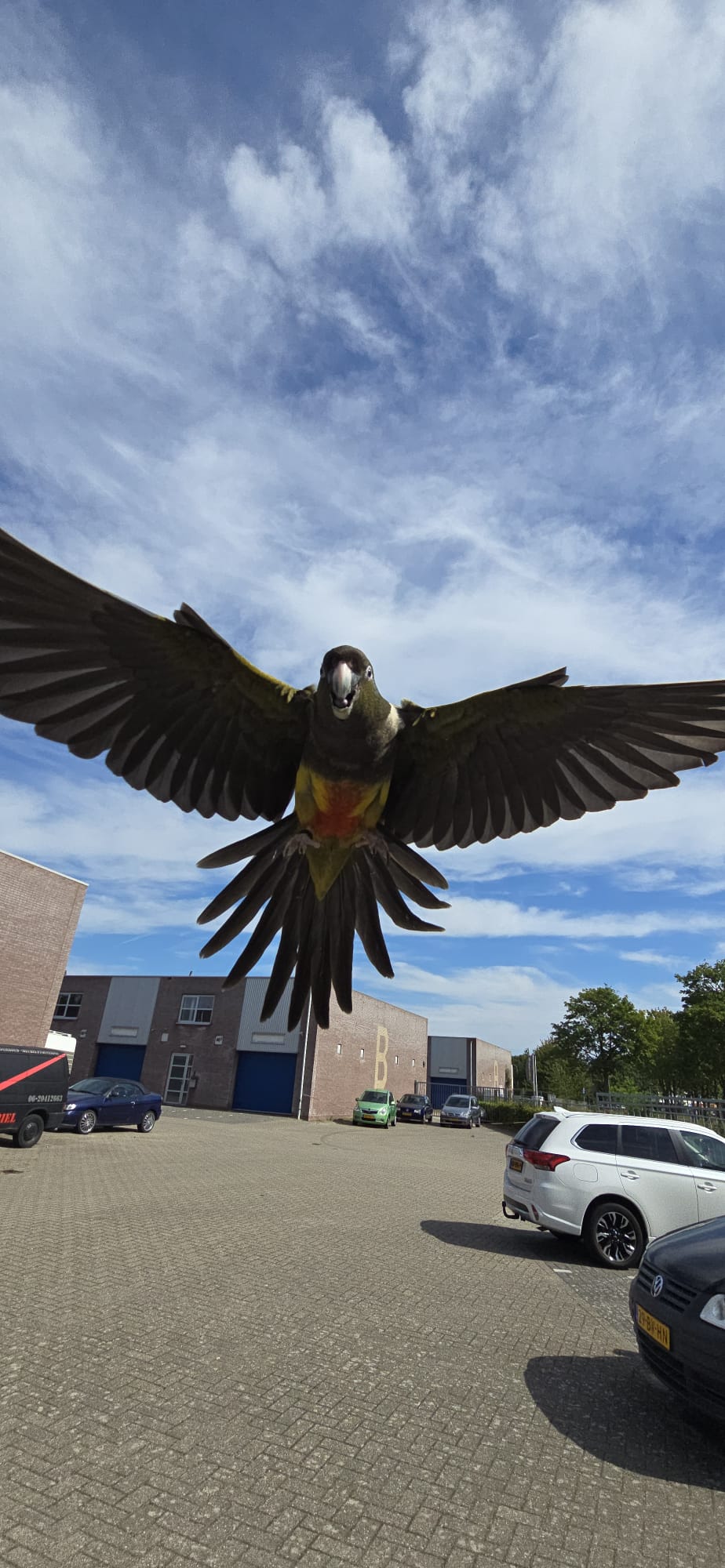 Rotsparkiet man free flight getraind