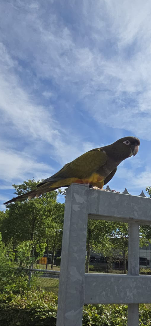 Rotsparkiet man free flight getraind
