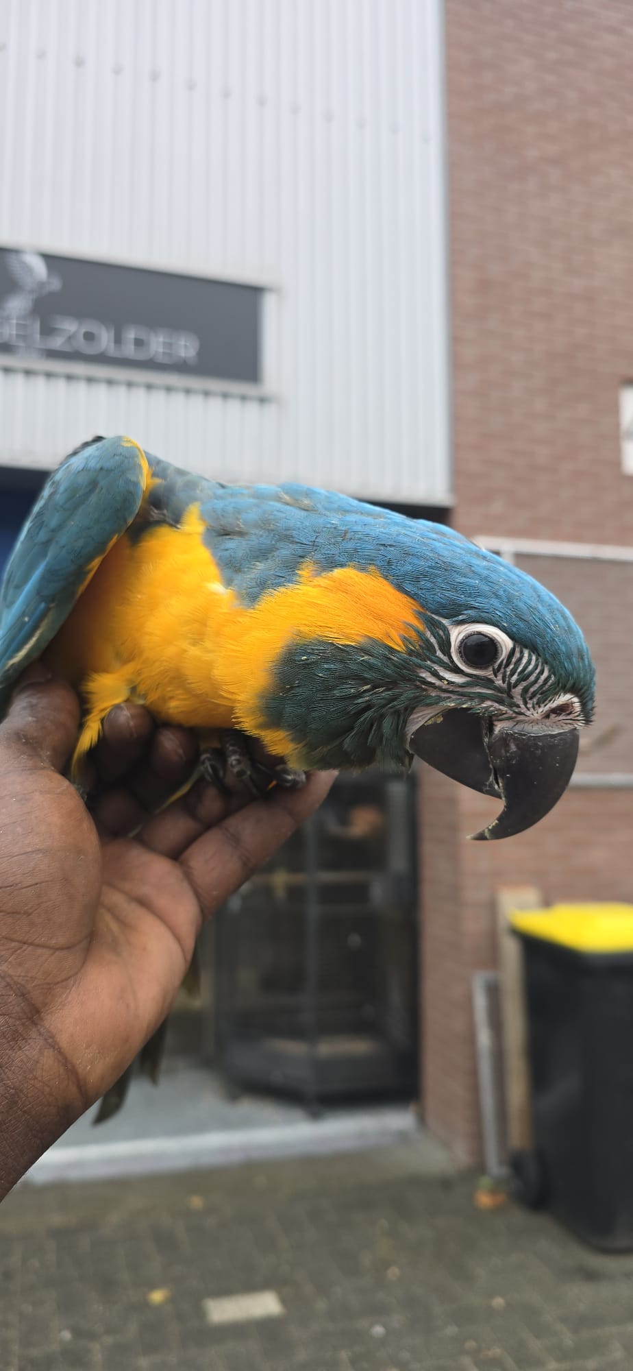 Blauwkeel Ara (reserveren)