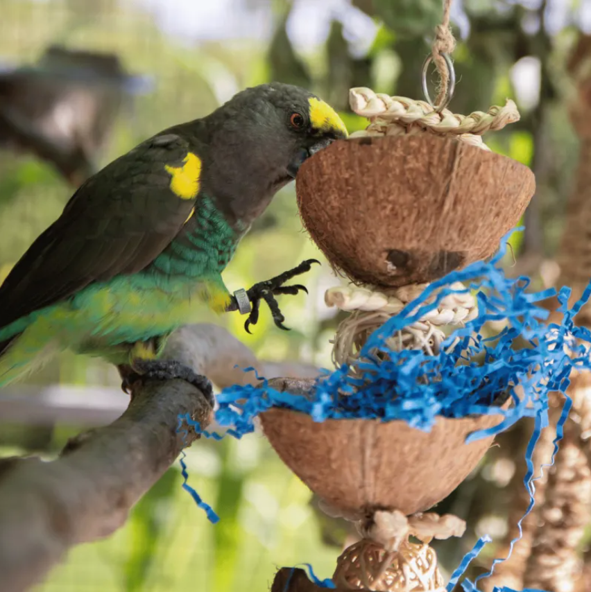 Back Zoo Nature Coco Bucket tower