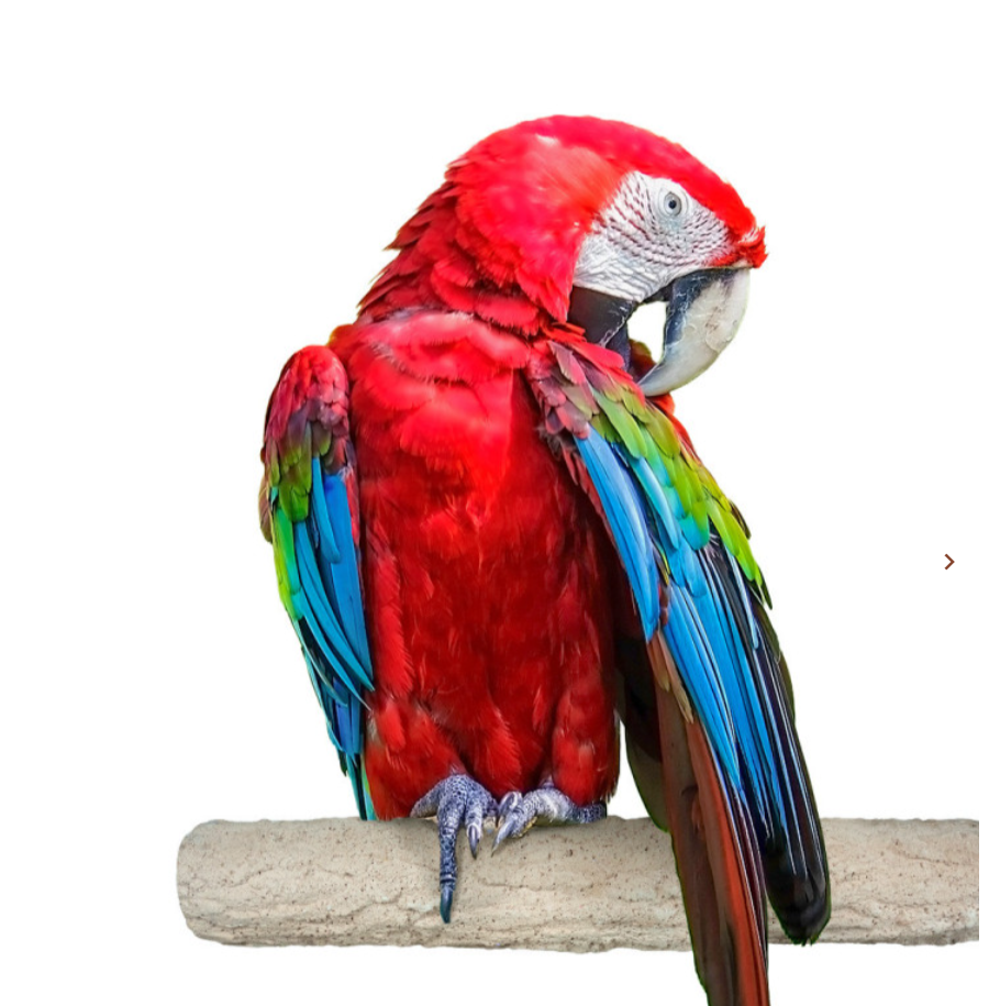Back Zoo Nature Super Stone - 28 cm 40mm Parrot