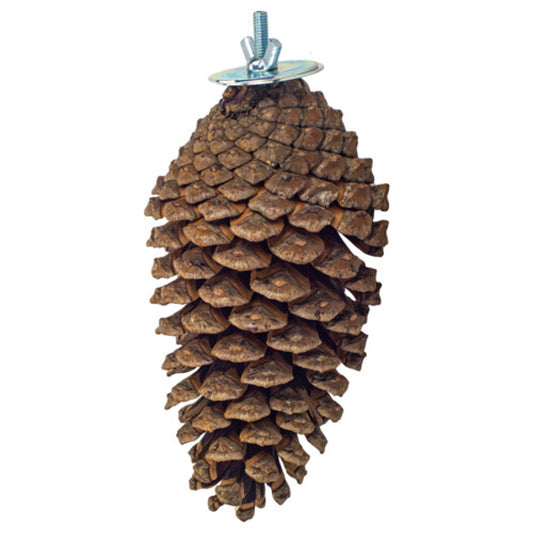 foraging pine cone per stuk
