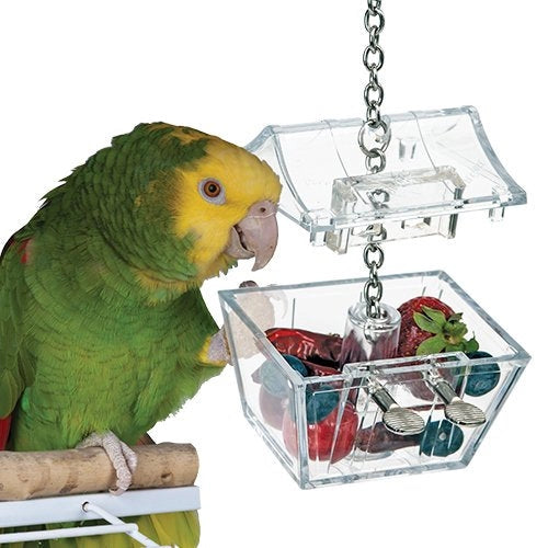 Featherland parrots treasure