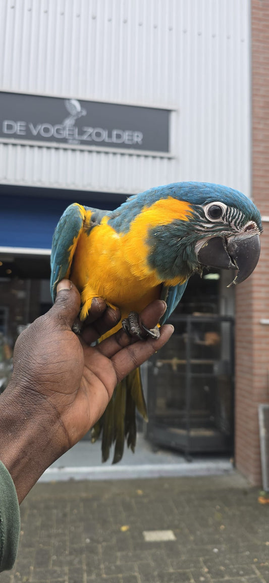 Blauwkeel Ara (reserveren)