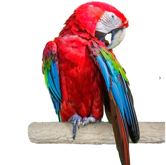 Back Zoo Nature Super Stone  Perch Macaw 35cm  55mm