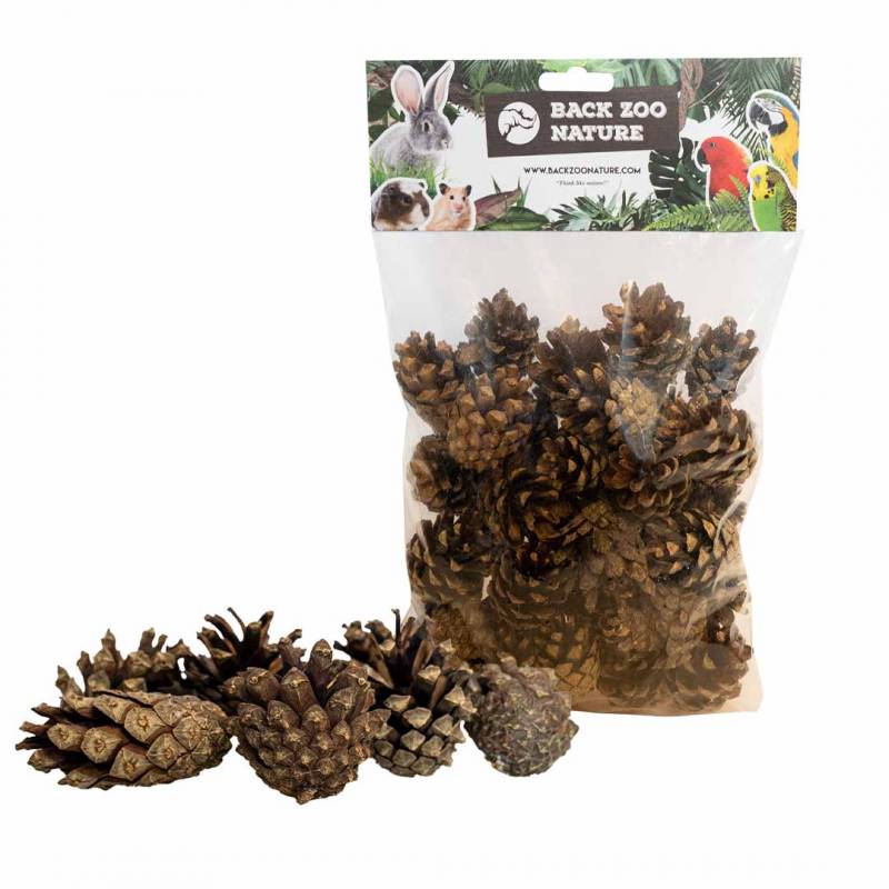 Back Zoo Nature Small Forest Pine Cones