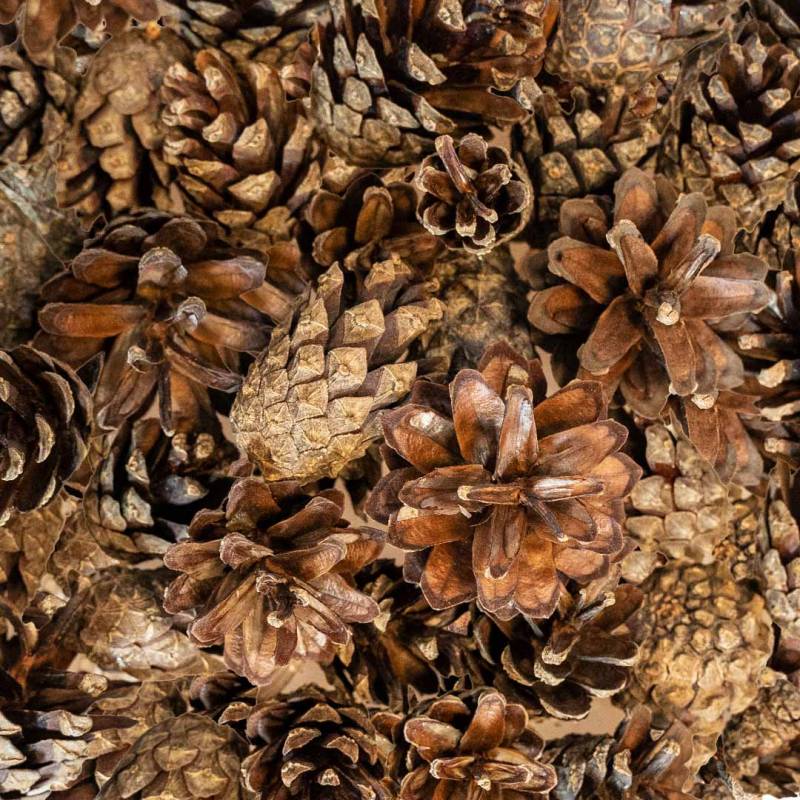 Back Zoo Nature Small Forest Pine Cones